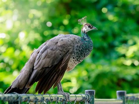 Peacock Eggs: All You Need to Know | Poultry Farm Guide