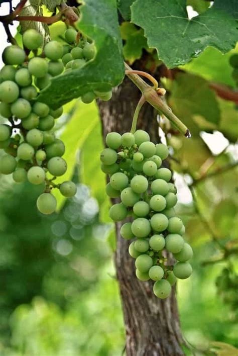 A Must-Try Muscadine Wine Recipe [Full Instructions]