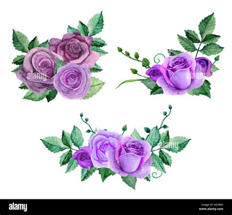 Watercolor purple roses bouquets. Flowers vector clip art. Floral hand painted Stock Vector ...