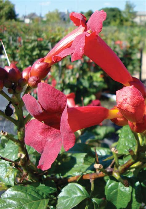 Trumpet Vine Seeds ATOMIC RED Perennial Hummingbird | Etsy