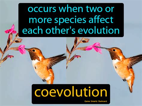 Coevolution Definition And Examples Biology Dictionary, 51% OFF