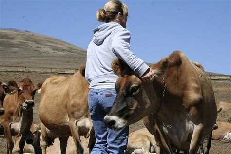 Free photo: Woman, Cows, Jerseys, Farm, Dairy - Free Image on Pixabay ...