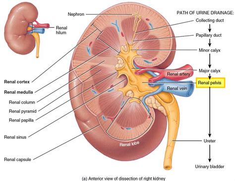 Renal pelvis anatomy, function, blockage, cancer & stone