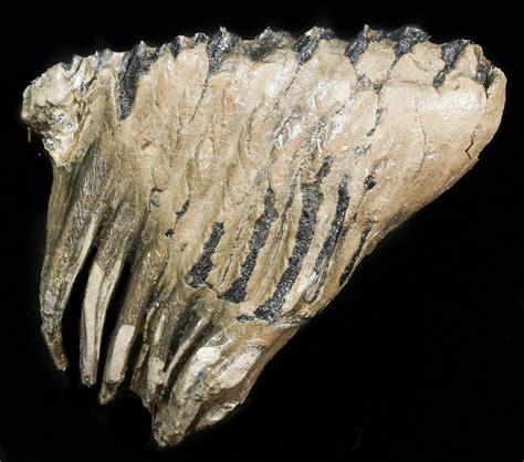 7.6" Rare Fossil Palaeoloxodon M2 Molar - Germany (#45361) For Sale - FossilEra.com