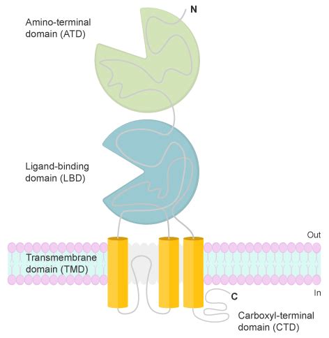 Ionotropic glutamate receptors | Abcam