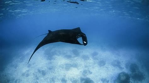 Rare black manta ray spotted on the Great Barrier Reef - Australian ...