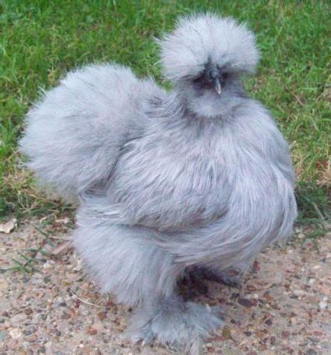 13 Lavender Silkies ideas | silkies, lavender, silkie chickens