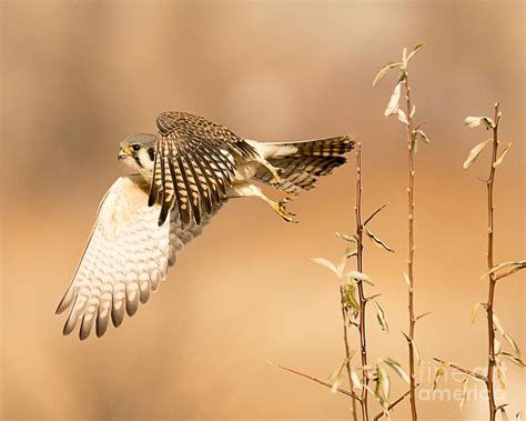 American Kestrel Hunting by Dennis Hammer in 2021 | American kestrel, Kestrel, Big animals