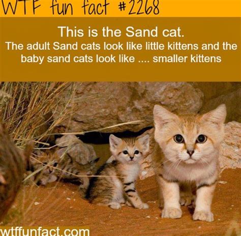 Sand cat | Sand cat, Cats, Small kittens