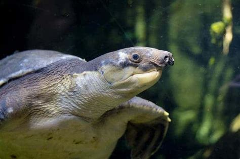 Meet the Pig-nosed Turtle: the most adorable thing you'll see Today