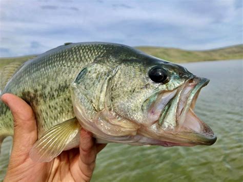 Largemouth Bass – anatomy page – Wildlife Leadership Academy