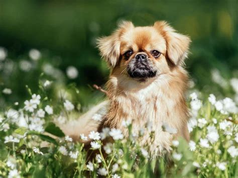 Tibetan Spaniel Temperament: Little Lions from Tibet