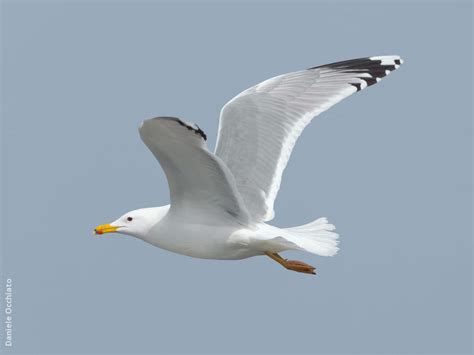 Caspian Gull | KuwaitBirds.org