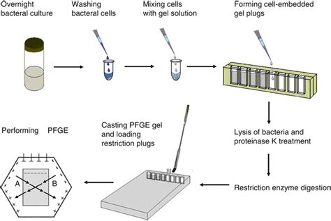 Gel electrophoresis: types, principles, instrumentation and applications ~ Microbiology Notes