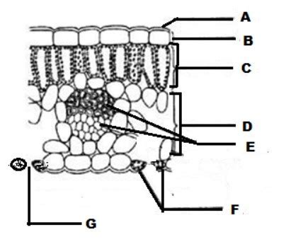 Leaf Structure Diagram | Quizlet