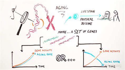 Youreka Science: Genetics of Aging • iBiology