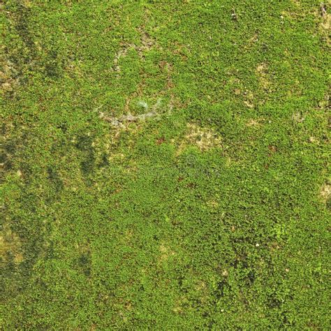 Moss On Wall Texture Background Stock Photo - Image of fresh, grass ...