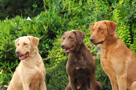 9 Chesapeake Bay Retriever Colors (With Pictures)