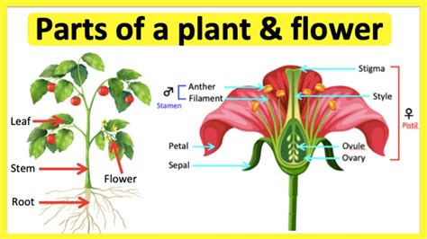 Parts of a plant & flower 🌷| Anatomy & function | Learn with pictures - YouTube