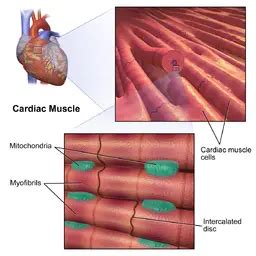 Cardiomyocytes (Cardiac Muscle Cells)- Structure, Function & Histology