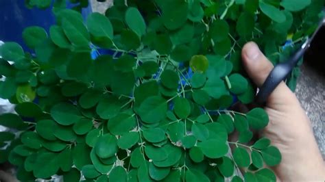 Harvesting moringa leaves - YouTube