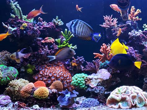 What do I need to set up a marine aquarium? - Help Guides