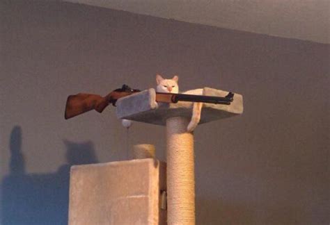 Cat holding gun Blank Template - Imgflip