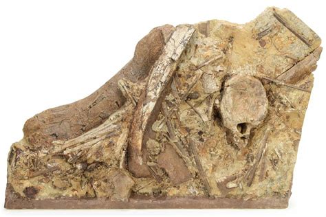 22" Dinosaur Rib, Metatarsal, and Tendons in Sandstone - Wyoming (#229643) For Sale - FossilEra.com