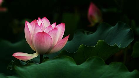 Beautiful Lotus Flower 1920 x 1080 HDTV 1080p Wallpaper