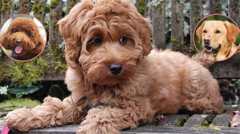 Labradoodle: here is the Labrador - Poodle crossbreed | Todocat