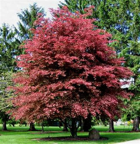 Fagus sylvatica ' Purpurea Tricolor ' Deep Purple Variegated Beech - Kigi Nursery