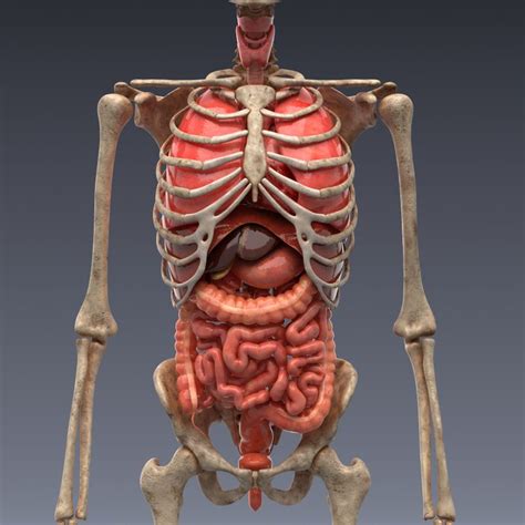 realistic human internal organs 3d model | Lichaam, Lichaamsbeweging ...