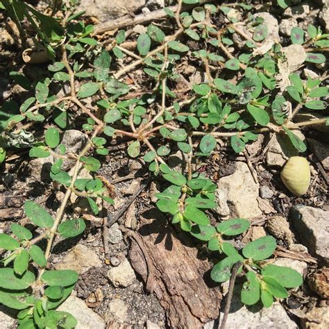 Purslane Identification — Four Season Foraging Acreage Landscaping, Portulaca Oleracea, Wild ...