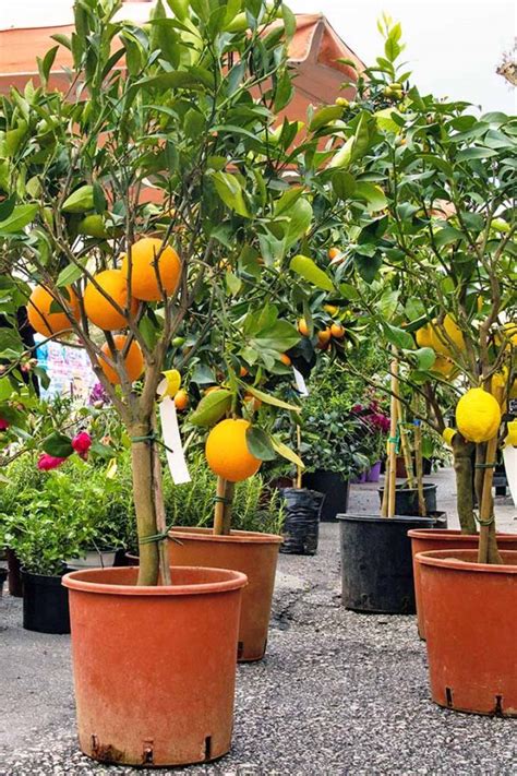 How to Grow Dwarf Citrus Trees | Gardener’s Path