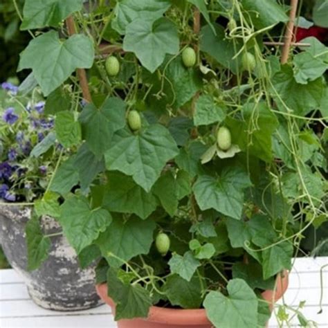 How to Grow Cucamelon | Growing Cucamelons in Pots