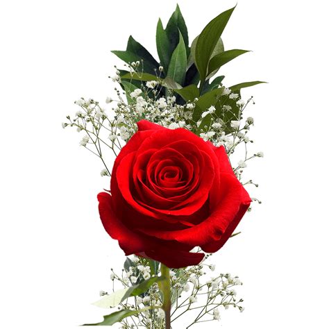 Single Flower Bouquets for Fundraisers in 2022 | Single red rose, Single flower bouquet, Red roses