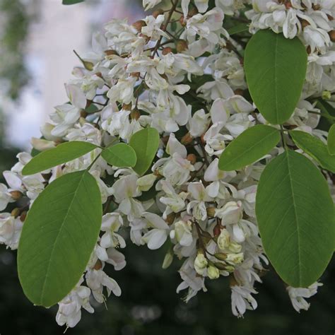 Robinia pseudoacacia