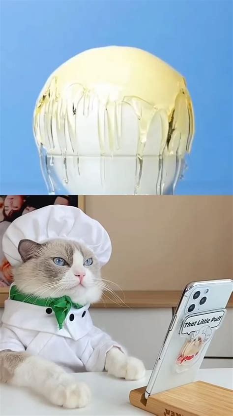 Cooking kitty... | Cat memes, Cute cat, Cat breeds