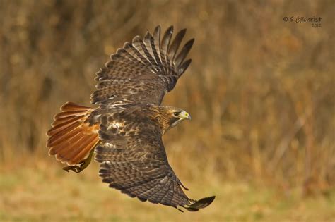 Red-tailed Hawk | Red tailed hawk, Bird pictures, Hawk