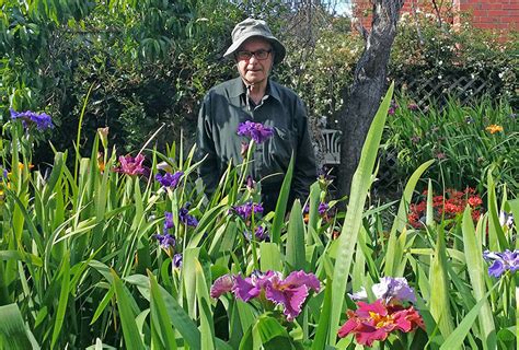 Louisiana Iris - How To Propagate Irises From Seed