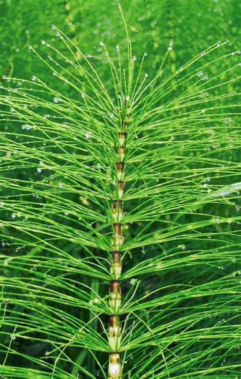 Fermented horsetail tea - preparation and how to use horsetail tea