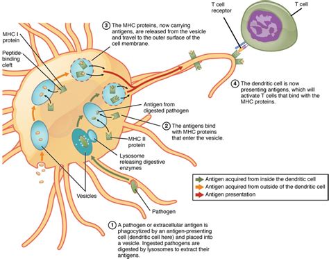 The Adaptive Immune Response: T lymphocytes and Their Functional Types ...