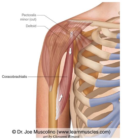 Coracobrachialis - Learn Muscles