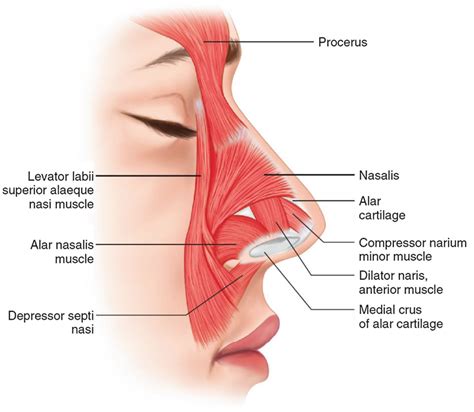 Nasalis muscle: Anatomy, Origin, Insertion, Function, Exercise - Mobile P.