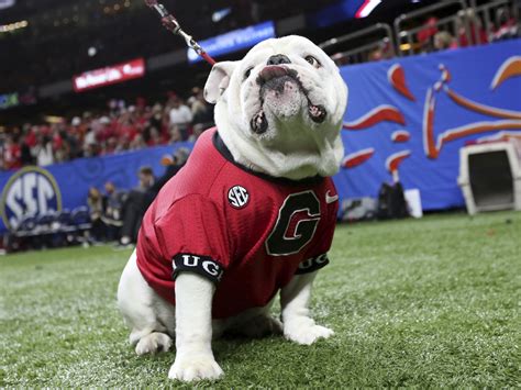 VIDEO: Texas Longhorns Mascot Charges Georgia's Bulldog : NPR