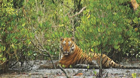 Sunderban National Park & Tiger Reserve India