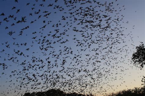 Mexican Free-Tailed Bats Arrive in Midland for Spring Migration | Texas ...