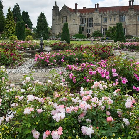 Scarborough Fair | English Shrub Rose | David Austin Roses