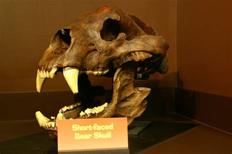 Short Faced Bear Facts, Habitat, Pictures and Diet