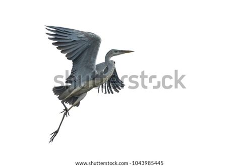 Grey Heron Flying Isolated On White Stock Photo (Edit Now) 1043985445